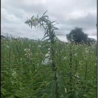 sesame en floraison