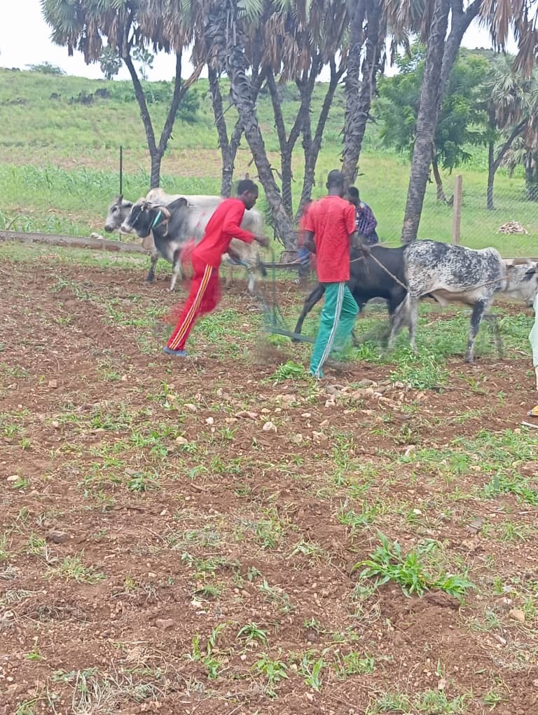 labour par moyen traditionnel (charue tirée par les boeufs)